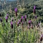 Lavandula pedunculata Habitus