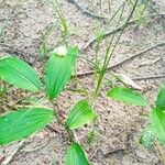 Polygonatum biflorum Φύλλο