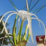 Hymenocallis littoralisКветка