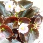 Begonia cucullataBlomst