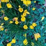 Sternbergia lutea Flower