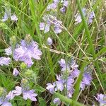 Veronica austriaca Flower