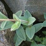 Cerastium alpinum Máis