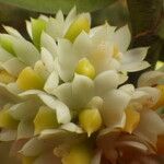 Calyptrochilum emarginatum Λουλούδι
