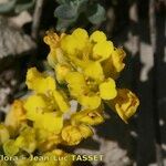 Alyssum cuneifolium Kwiat
