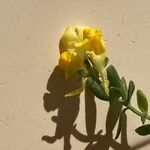 Linaria thymifolia Flor