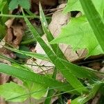 Luzula sylvatica Blatt