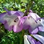 Penstemon hartwegii Flower