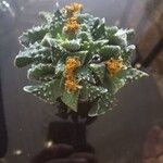 Faucaria tigrina Blüte