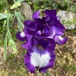 Iris aphylla Bloem