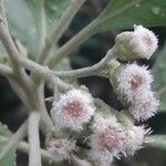 Pluchea carolinensis Λουλούδι