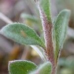 Alyssum alyssoides Libunga