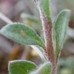 Alyssum alyssoides Habitus