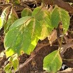 Vangueria madagascariensis Hoja