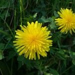 Taraxacum officinale花