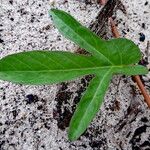 Ipomoea imperati برگ