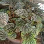 Peperomia caperata Leaf