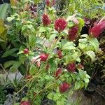 Justicia brandegeeana Flor