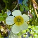 Ranunculus peltatus Fleur