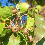 Pyrus calleryana Fruto