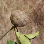 Tambourissa parvifolia Fruit