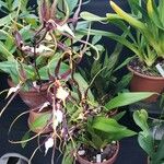 Brassia arcuigera Alkat (teljes növény)