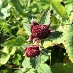 Comarum palustre Fruit