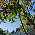 Sorbus aucuparia Fruit