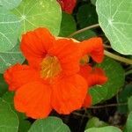 Tropaeolum peltophorum Flor