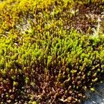 Hudsonia ericoides Cvet