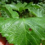 Rubus pericrispatus Outro