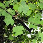 Liriodendron tulipifera Blatt