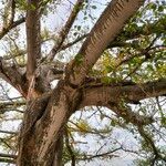 Ficus thonningii Celota