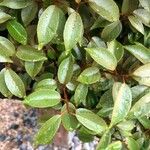 Elaeagnus pungens Leaf