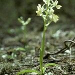 Orchis provincialis Habitus