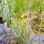 Scheuchzeria palustris Frukt