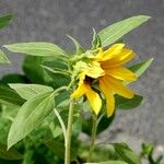 Helianthus petiolaris ഇല