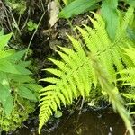 Thelypteris noveboracensis Blad