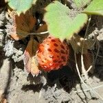 Fragaria chiloensis Fruit