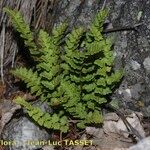 Woodsia alpina Hábito