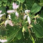 Bauhinia purpureaFlower