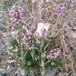 Erica manipuliflora ফুল