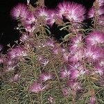 Calliandra selloi Blüte