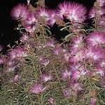 Calliandra selloi Kvet