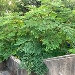 Aralia spinosa 叶