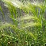 Hordeum jubatum Fruit