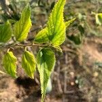 Celtis africana Blad