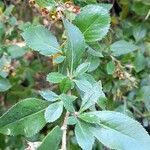 Escallonia rubra Leaf