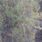 Plocama pendula Leaf