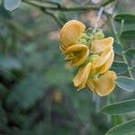 Sesbania drummondii Flower